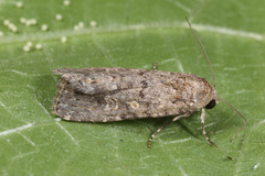 Spodoptera cilium