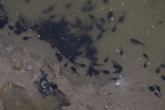 Bufotes viridis viridis