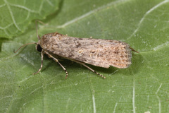 Spodoptera cilium