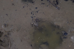 Bufotes viridis viridis