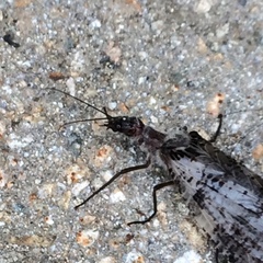 Dysmicohermes disjunctus