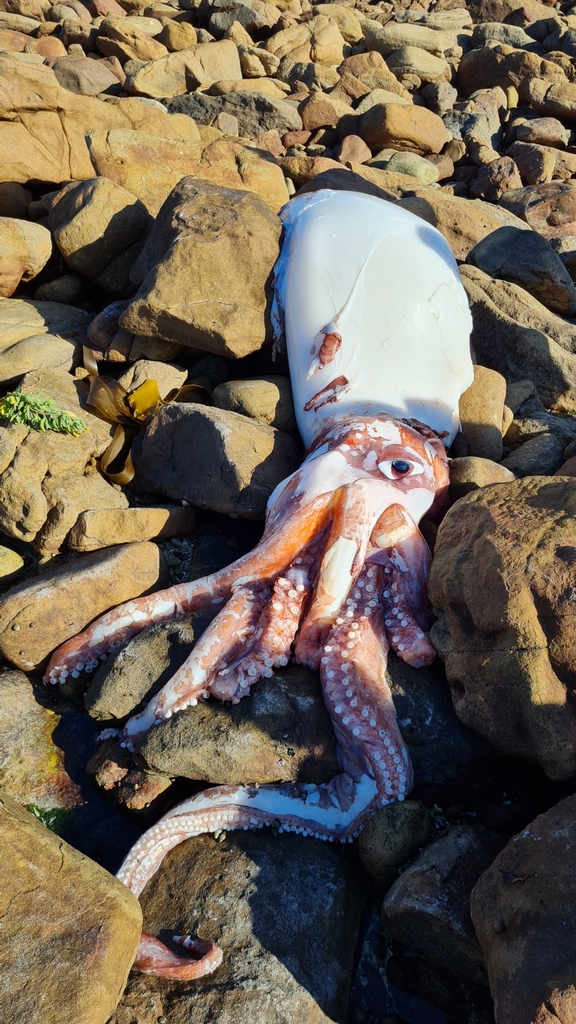 Giant Squid from Scarborough, Cape Town, South Africa on August 16 ...