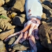 Giant Squid - Photo (c) Marian Oliver, some rights reserved (CC BY-NC), uploaded by Marian Oliver