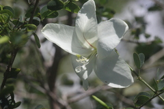 Bauhinia natalensis