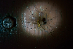 Pseudogagrella splendens