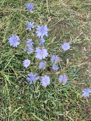 Cichorium intybus
