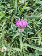 Centaurea nigra