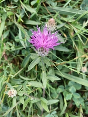 Centaurea nigra