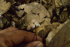 Triphora trianthophoros mexicana