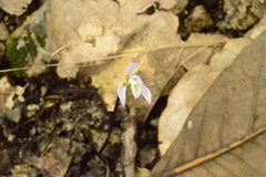 Triphora trianthophoros mexicana