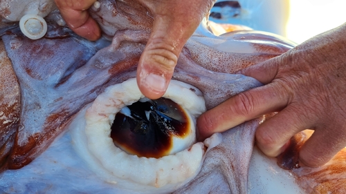 Giant Squid, photo 5 of 7