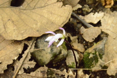 Triphora trianthophoros mexicana