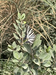 Iphiclides feisthamelii