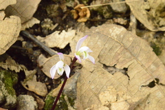Triphora trianthophoros mexicana