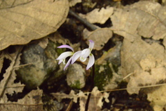 Triphora trianthophoros mexicana