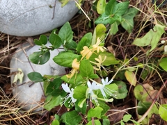 Lonicera japonica