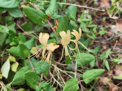 Lonicera japonica