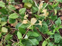 Lonicera japonica