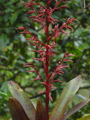Tillandsia tovarensis