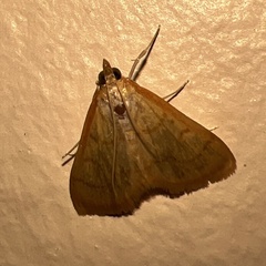 Pyrausta pseudonythesalis