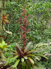 Tillandsia tovarensis