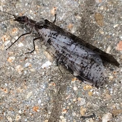 Dysmicohermes disjunctus