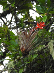 Tillandsia archeri