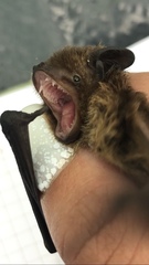 Pipistrellus nathusii