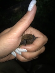 Pipistrellus nathusii