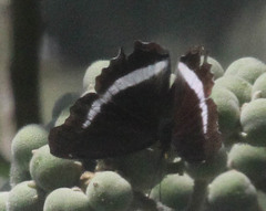 Eurytela hiarbas
