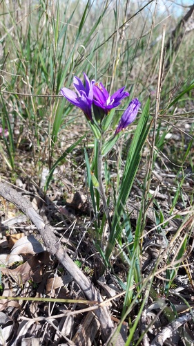 Babiana leipoldtii
