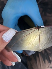 Pipistrellus nathusii