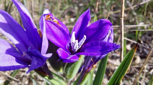 Babiana leipoldtii