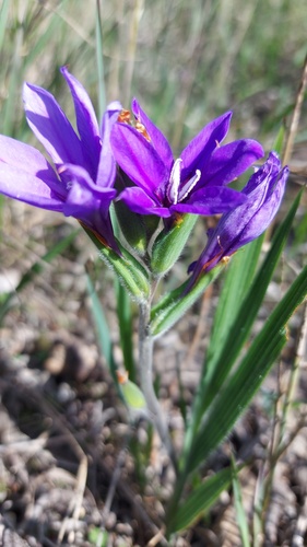 Babiana leipoldtii