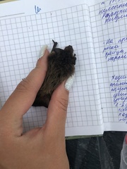 Pipistrellus nathusii
