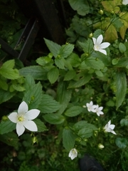 Campanula lactiflora