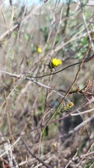 Marasmodes trifida