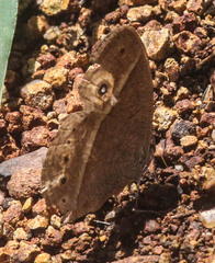 Brakefieldia perspicua