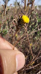 Marasmodes trifida