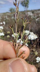 Marasmodes trifida