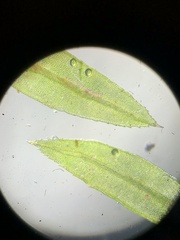 Mnium lycopodioides