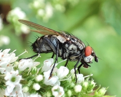 Sarcophaga carnaria