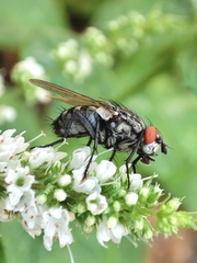 Sarcophaga carnaria