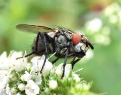 Sarcophaga carnaria