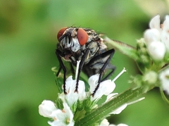 Sarcophaga carnaria