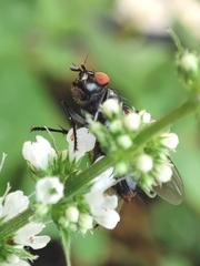 Sarcophaga carnaria