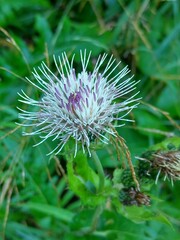 Cirsium oleraceum