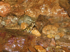 Leptophryne javanica