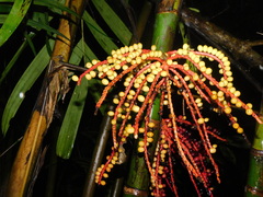 Pinanga
