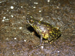 Leptophryne javanica